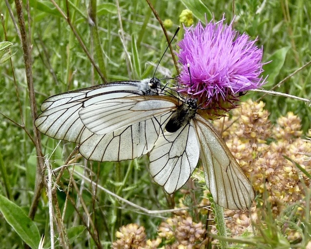 black-veined white